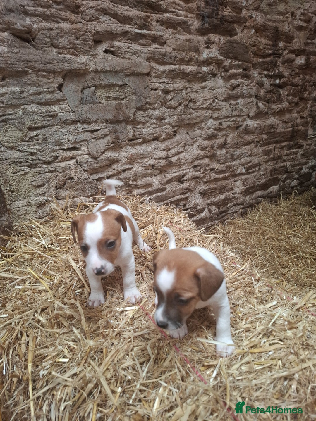 Jack Russell dogs for sale: Jack Russell puppies  - Image 6