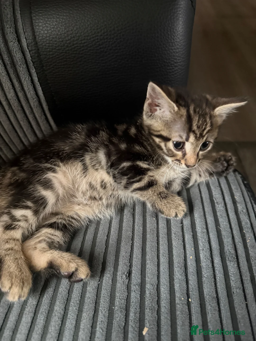 British Shorthair cats for sale: 2 kittens for sale black tabby and white tabby - Advert 4