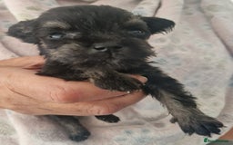 Miniature Schnauzer dogs for sale:  🌟 Adorable Miniature Schnauzer Puppies  - Image 9