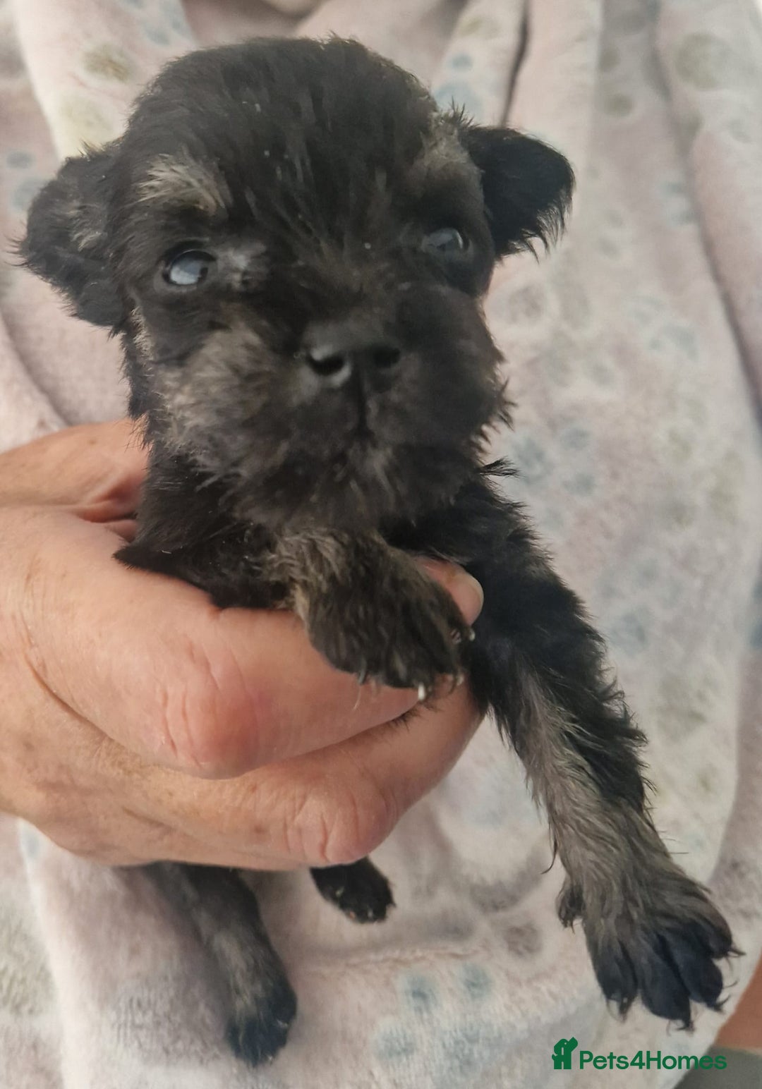 Miniature Schnauzer dogs for sale:  🌟 Adorable Miniature Schnauzer Puppies  - Image 9