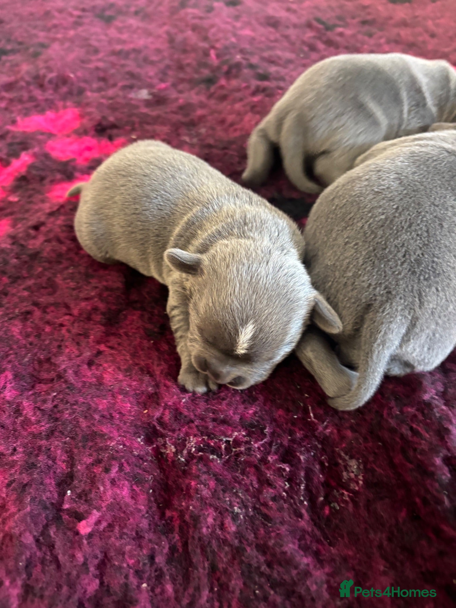 Staffordshire Bull Terrier dogs Make and female Blue staffy pups. Traditional - Advert 6