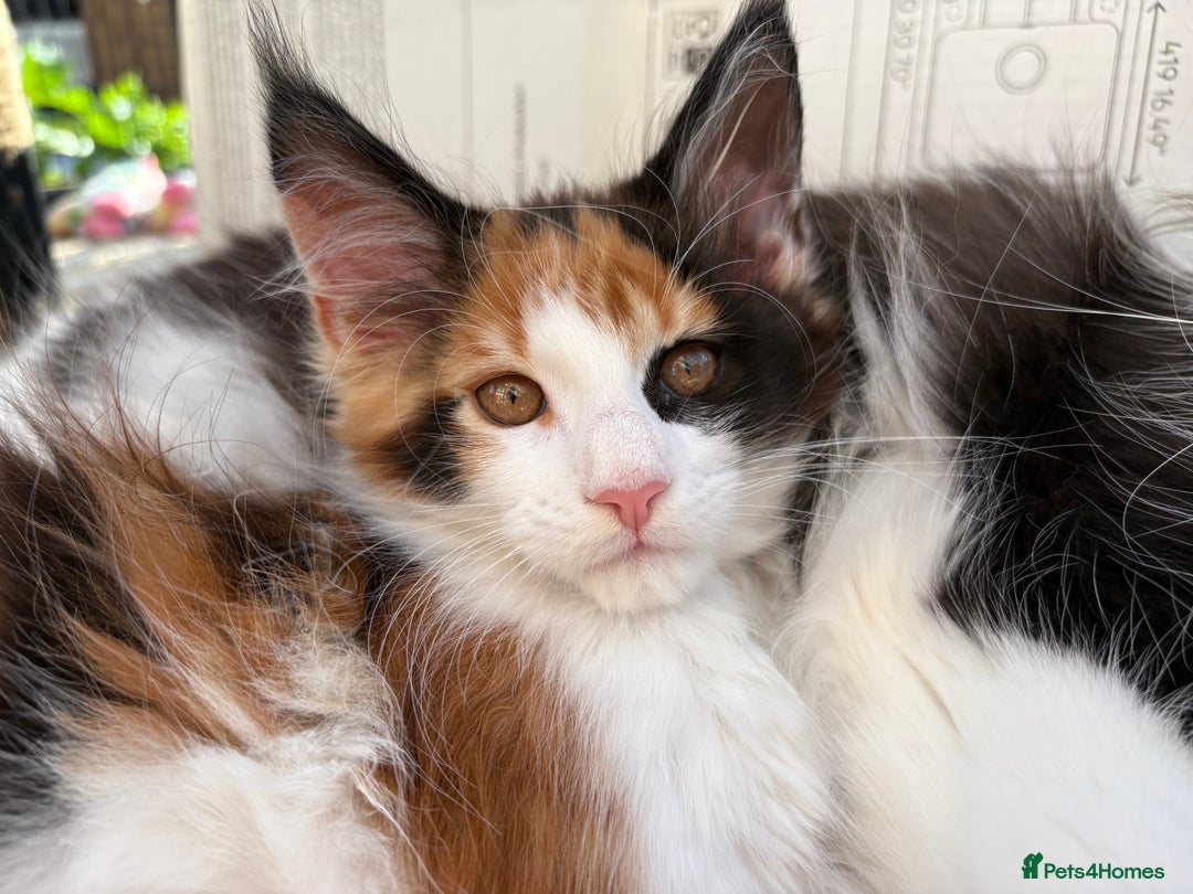 Maine Coon cats for sale: Maine Coon Kittens ❤️ GCCF and TICA registered  - Image 8