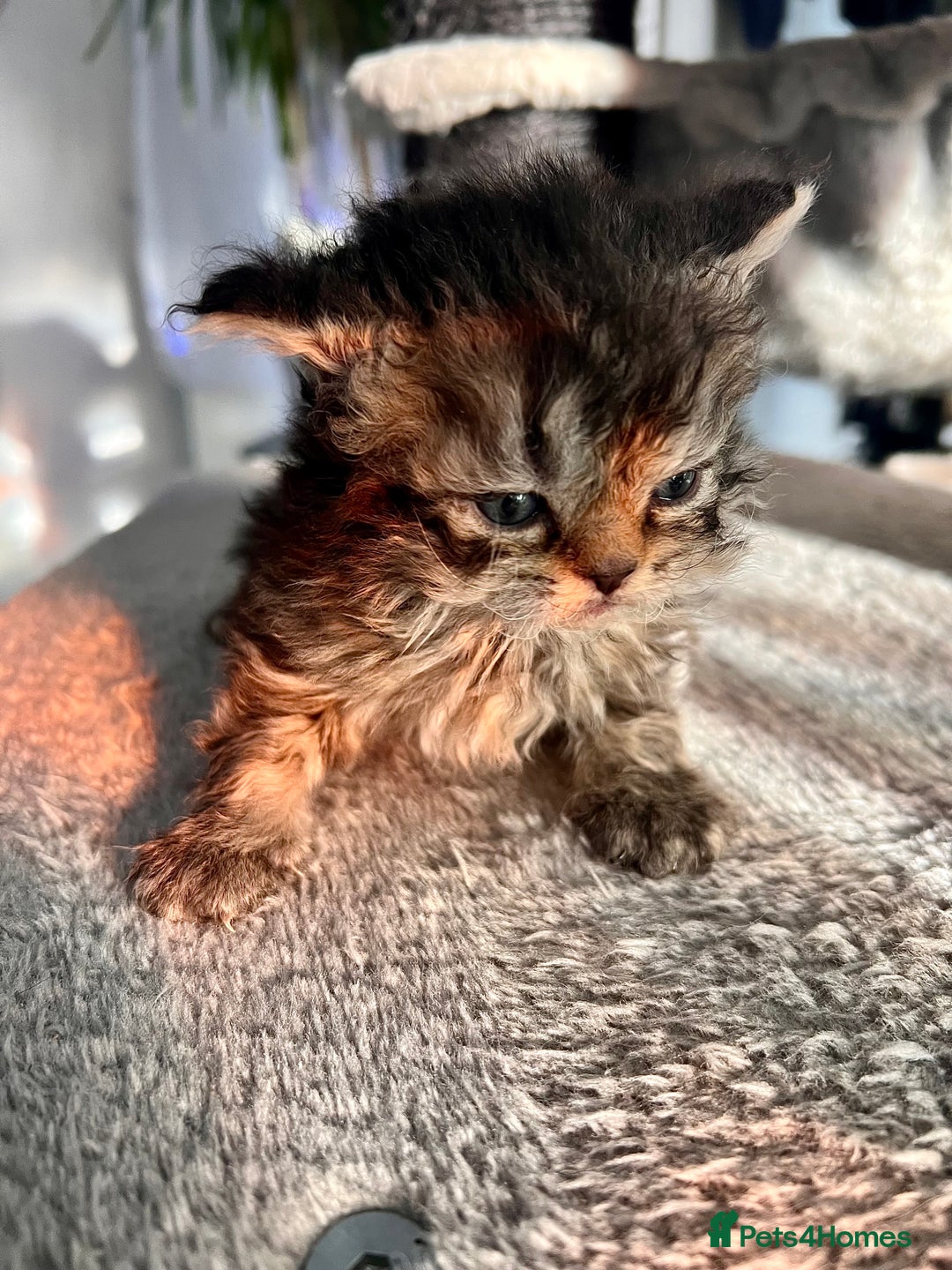 Selkirk Rex cats for sale: Stunning Selkirk rex kittens - Advert 19