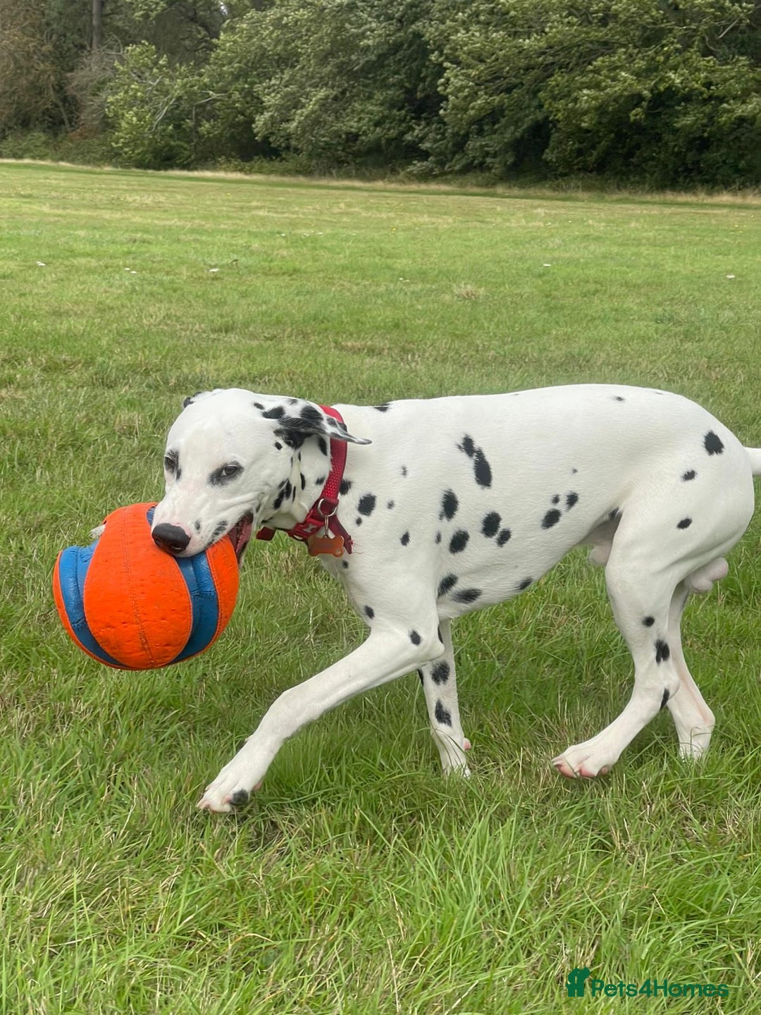 Dalmatian dogs for sale: Dalmatian looking for a forever home - Image 5