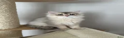 British Shorthair cats for sale: READY NOW! Pedigree kittens  - Advert 8