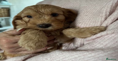 Cockapoo dogs - Advert 5