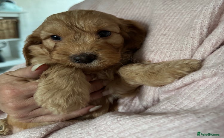 Cockapoo dogs - Advert 9