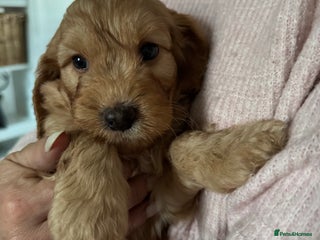 Cockapoo dogs - Advert 35