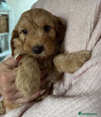 Cockapoo dogs - Advert 8