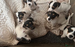 Jack Russell dogs for sale: rough coated Jack Russell  - Image 9