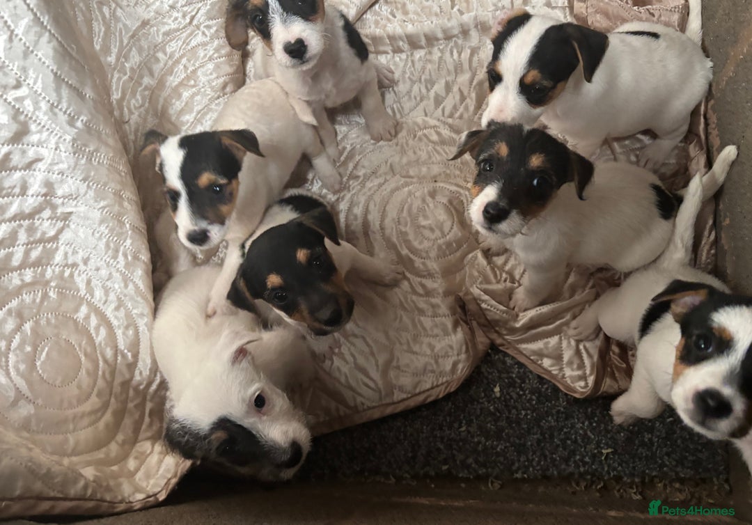 Jack Russell dogs for sale: rough coated Jack Russell  - Image 9
