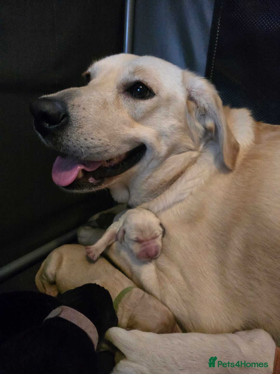 Labrador Retriever dogs for sale: Puppy labradors  - Image 1
