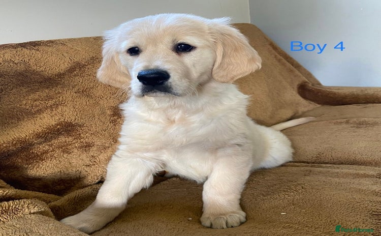 Golden Retriever dogs - Advert 1