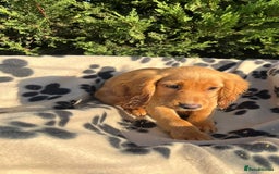 Cocker Spaniel dogs for sale: Four beautiful girl cocker spaniel  - Image 5