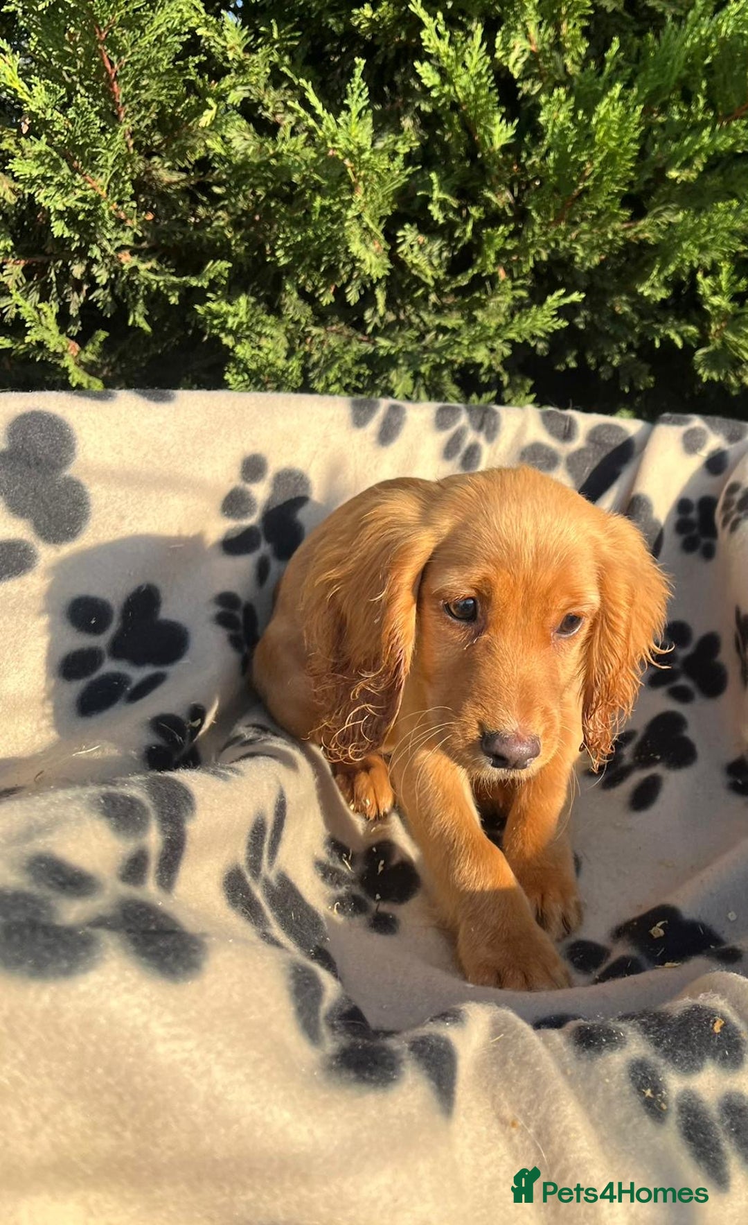 Cocker Spaniel dogs for sale: Four beautiful girl cocker spaniel  - Image 5