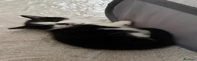 Domestic Shorthair 2