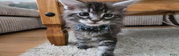 Maine Coon cats for sale: Adorable Maine Coon Boy looking for a Loving Home  - Advert 23