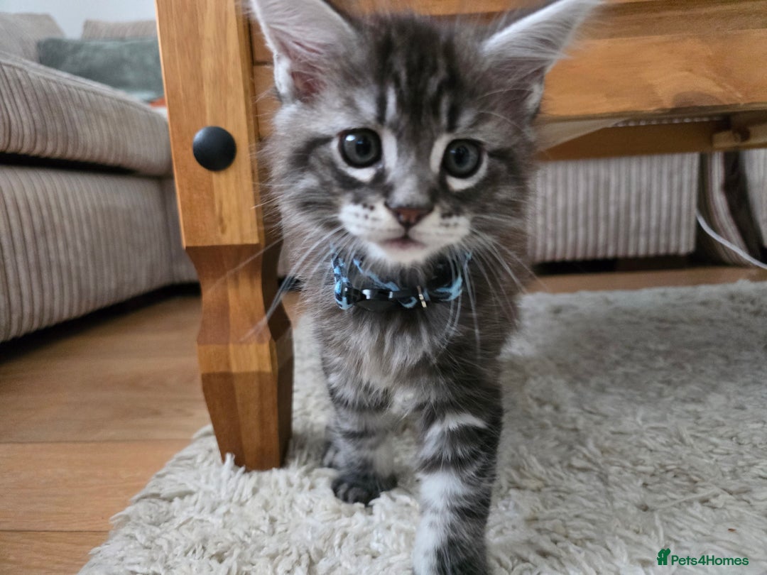 Maine Coon cats for sale: Adorable Maine Coon Boy looking for a Loving Home  - Advert 23