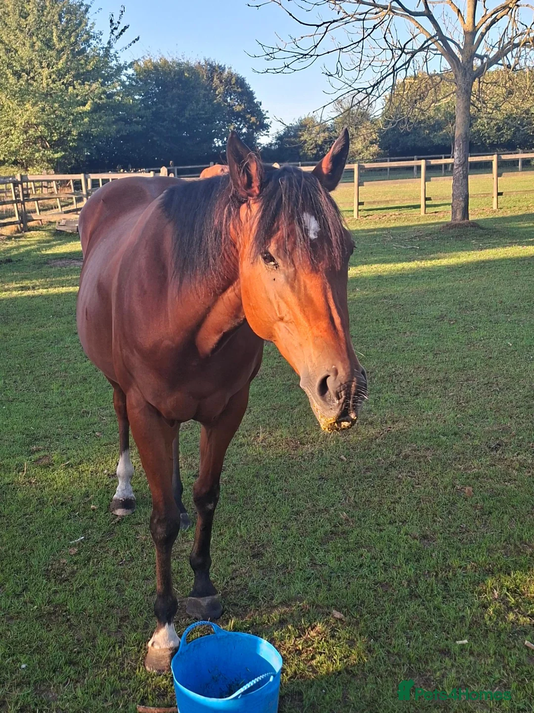 English Thoroughbred horses for sale: Beautiful bay TB mare in Deal - Advert 2
