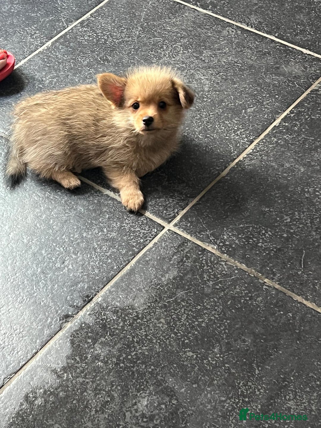Mixed Breed dogs for sale: X2 Dauchshund/ Pomeranian pups - Image 12