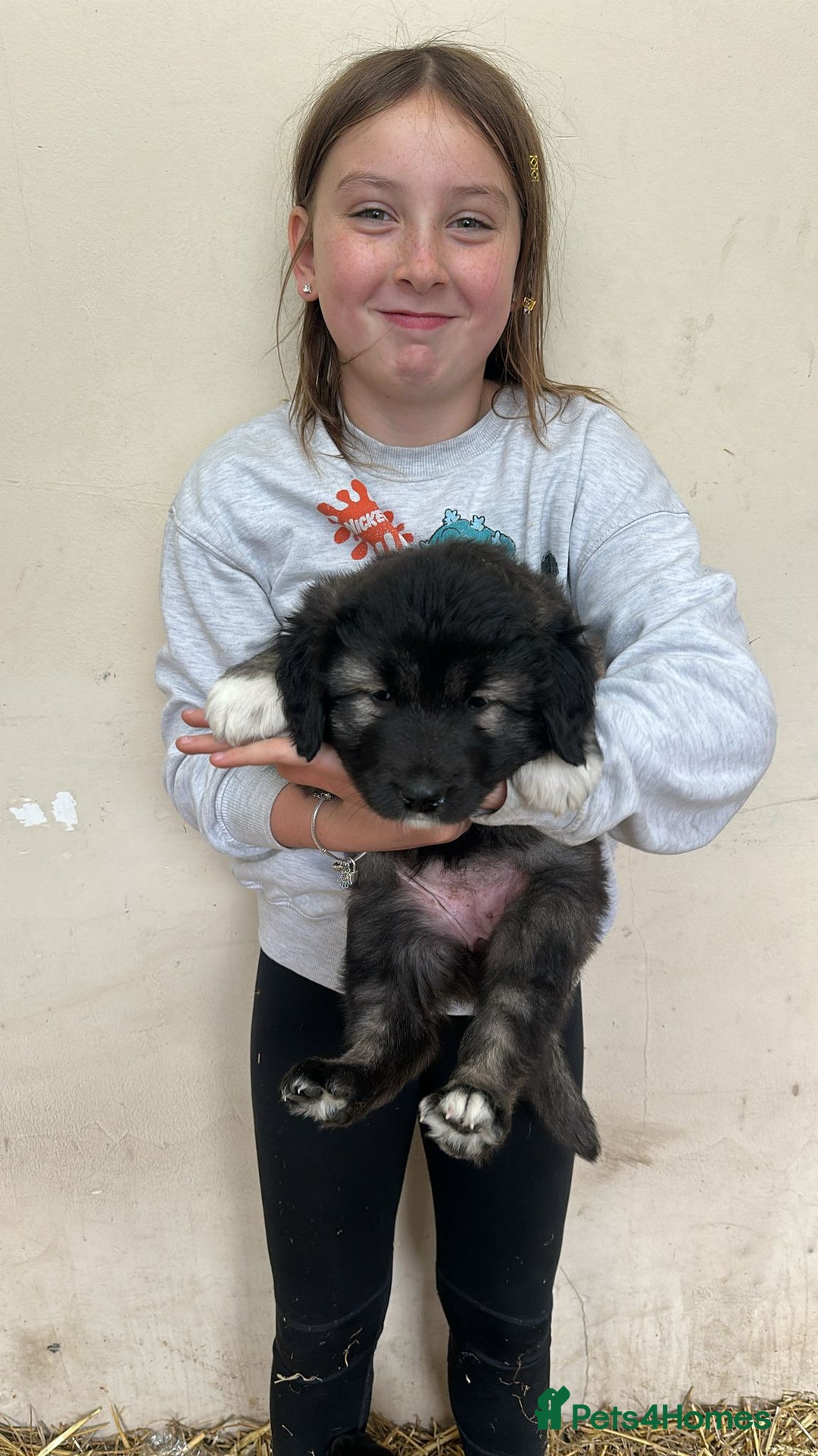 Caucasian Shepherd Dog dogs for sale:  ⭐️Caucasian shepherds⭐️puppies #bears big boned   - Image 12