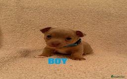 Jack Russell dogs for sale: Quality miniature Jack Russell puppies  - Image 2