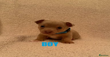 Jack Russell dogs - Advert 11