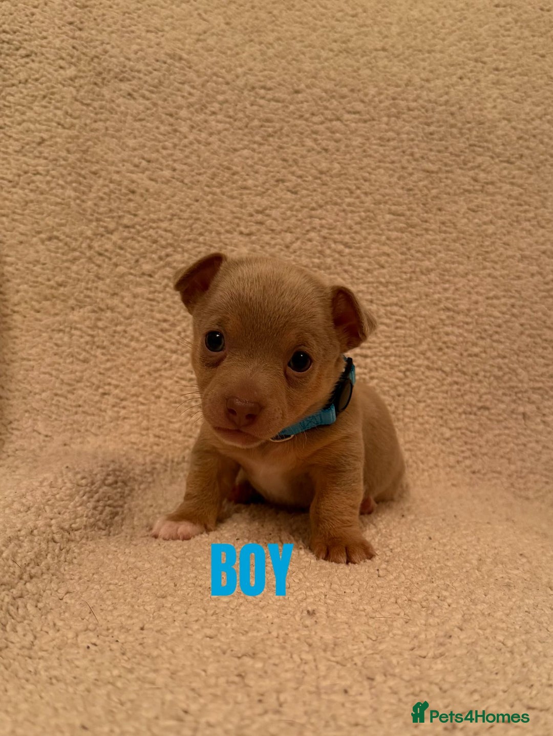 Jack Russell dogs for sale: Quality miniature Jack Russell puppies  - Image 2