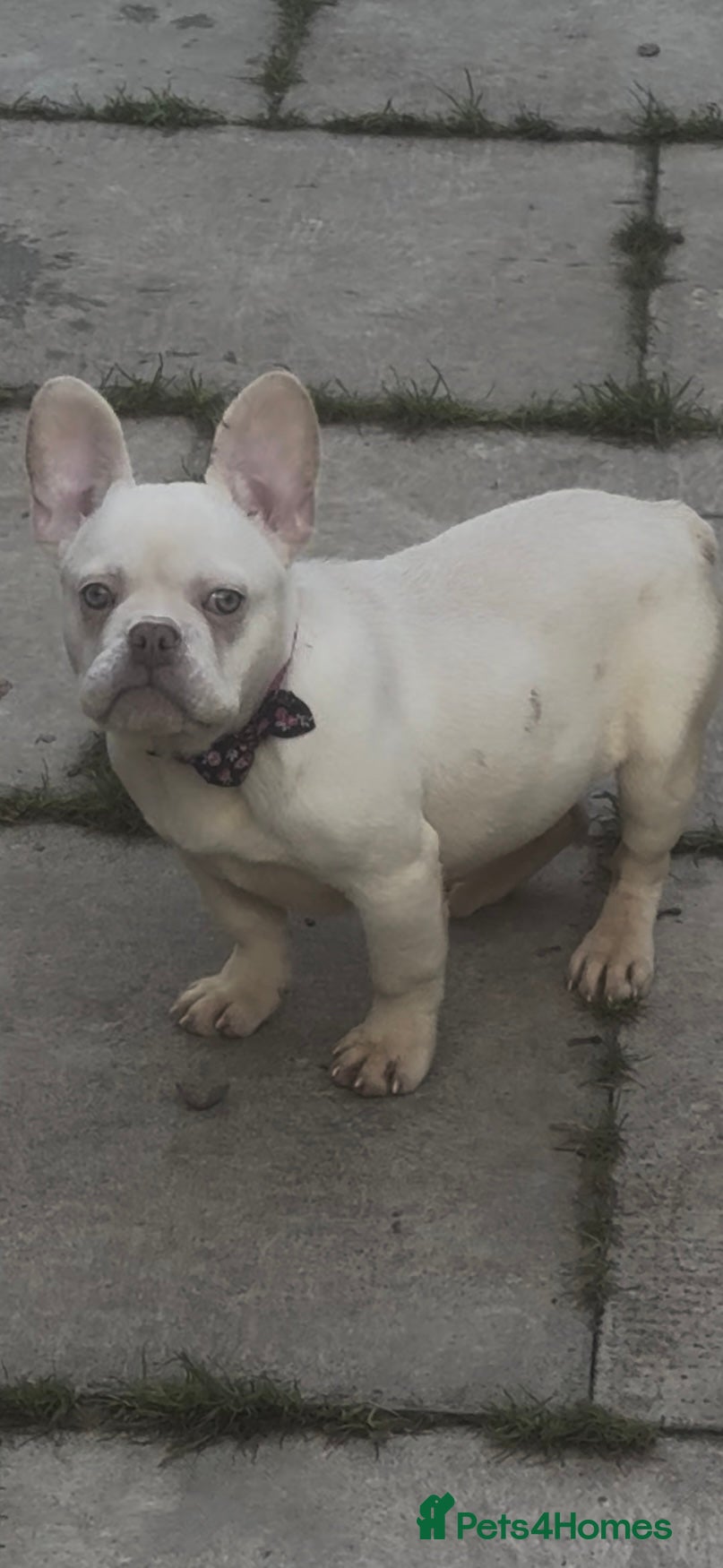 French Bulldog dogs Beautiful fluffy/ fluffy carrier Frenchie pups  - Advert 6