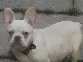 French Bulldog dogs Beautiful fluffy/ fluffy carrier Frenchie pups - Advert 14