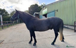 Dartmoor horses for sale: Flint aka Leightor Crumpet  - Image 5