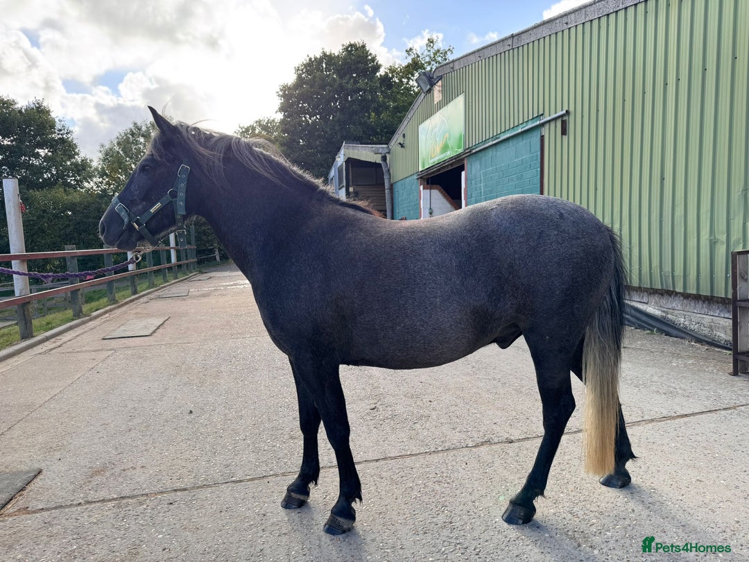 Dartmoor horses for sale: Flint aka Leightor Crumpet  - Image 5
