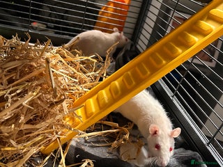 Rat rodents Two female rats and cage - Advert 1