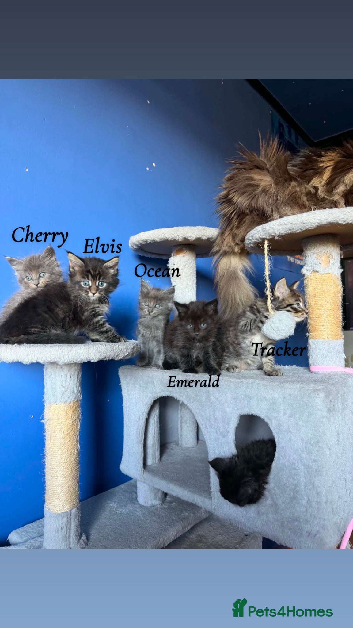 Maine Coon cats 6 Maine Coon Kittens  M/F - Advert 1