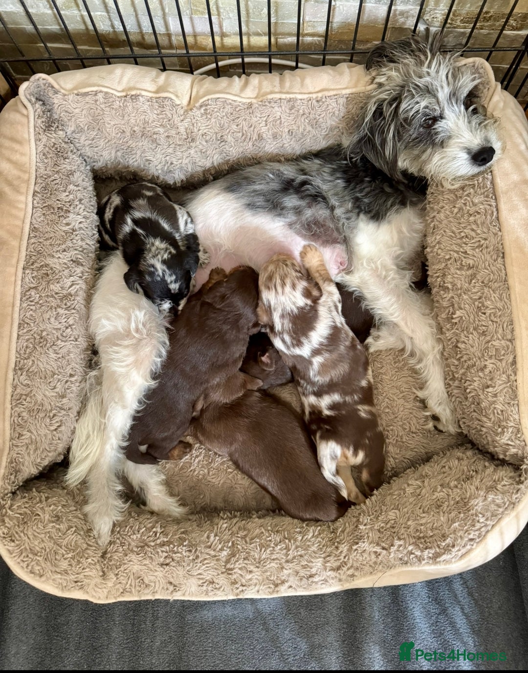 Jackapoo dogs for sale: Merle jackapoo pups (much Wenlock lines) - Image 7