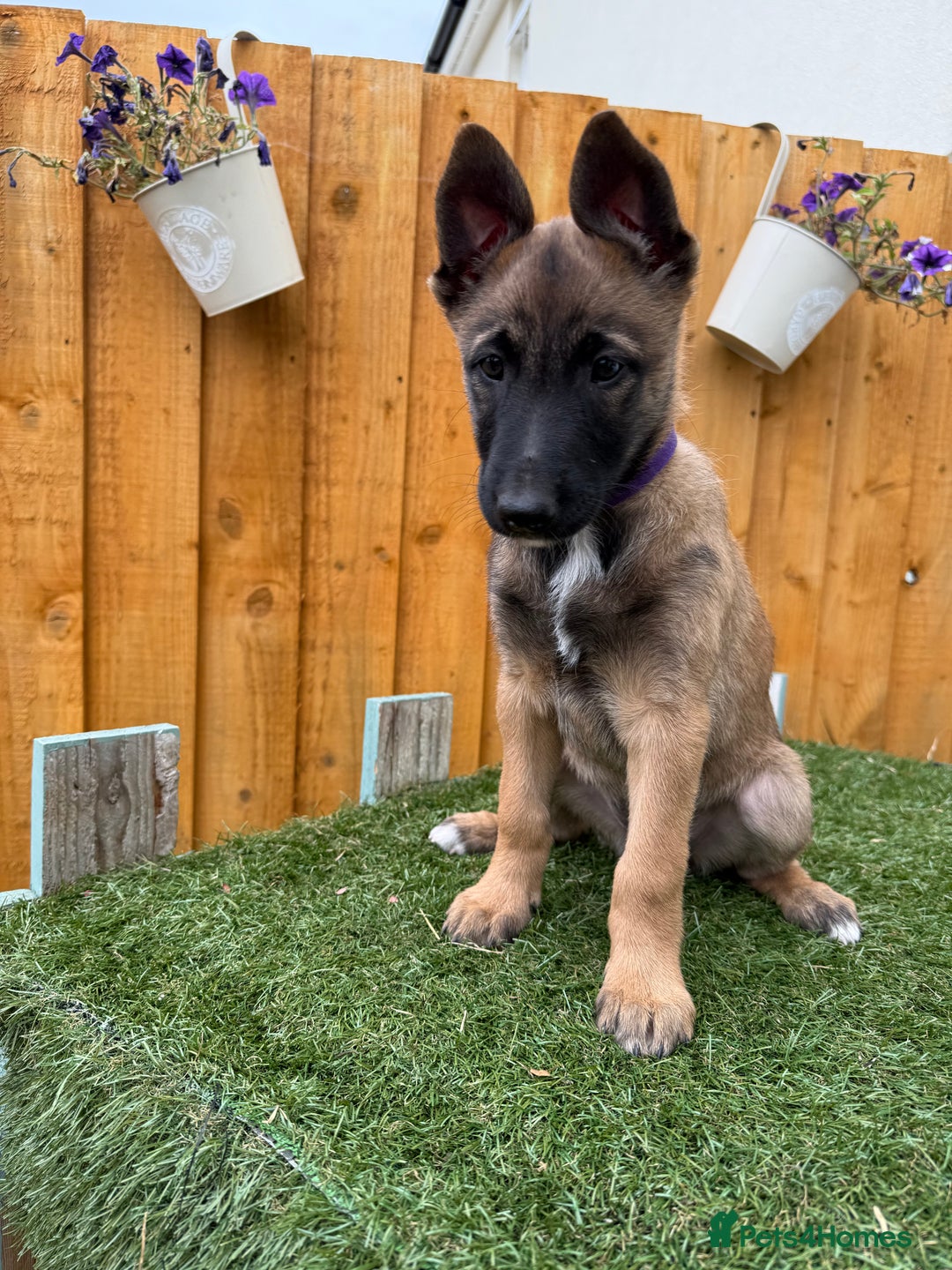 Belgian Shepherd Dog dogs for sale: Belgian Malinois puppies🐾 - Image 28