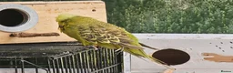 Budgerigars birds for sale: exhibition Budgies, - Advert 6