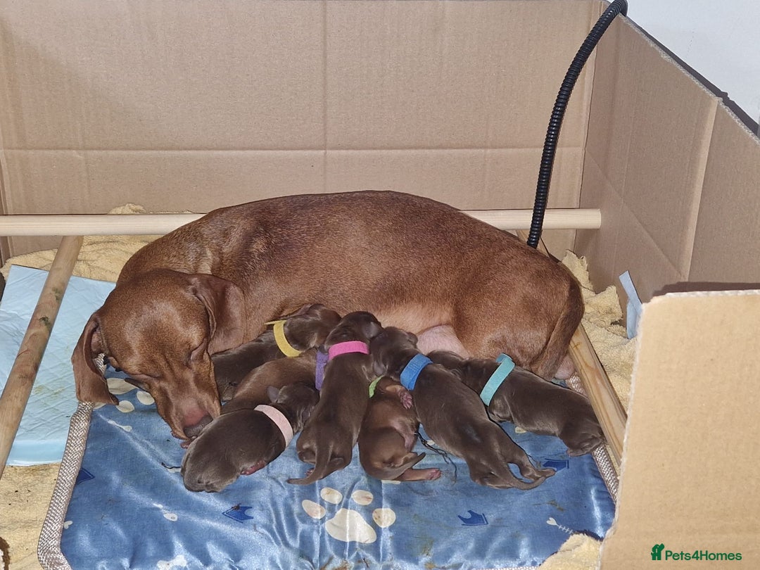 Dachshund dogs for stud: FOR STUD PROVEN kc reg Choc & tan mini dachshund in Sunderland - Advert 12