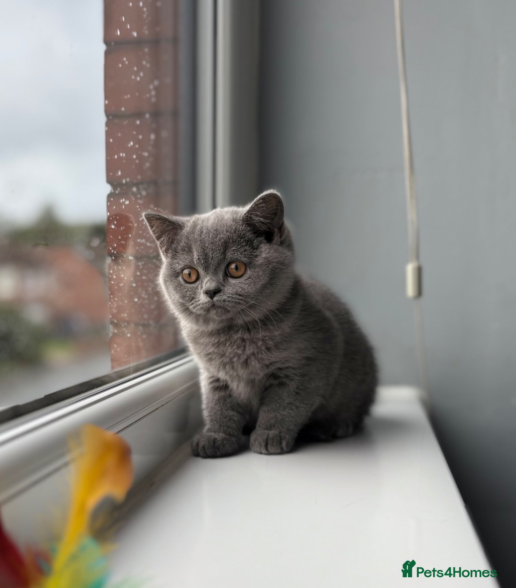 British Shorthair cats British Shorthairs**READY NOW** - Advert 18