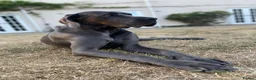 Great Dane dogs for sale: Stunning KC Registered champion bloodline Puppies - Advert 11