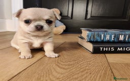 Chihuahua dogs for sale: Two Beautiful Female Chihuahua Puppies - Image 4