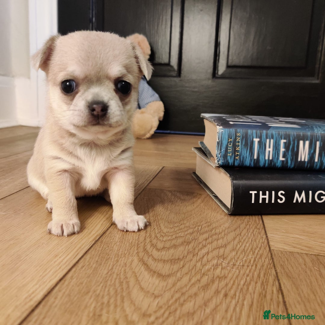 Chihuahua dogs for sale: Two Beautiful Female Chihuahua Puppies - Image 4