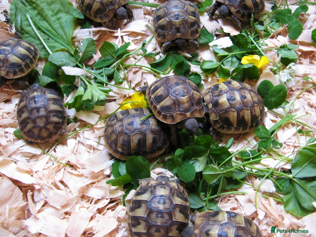 Tortoise reptiles for sale: Baby Hermann & Spur-thigh Tortoises for sale - Image 3