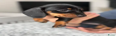 Miniature Dachshund Puppy 6