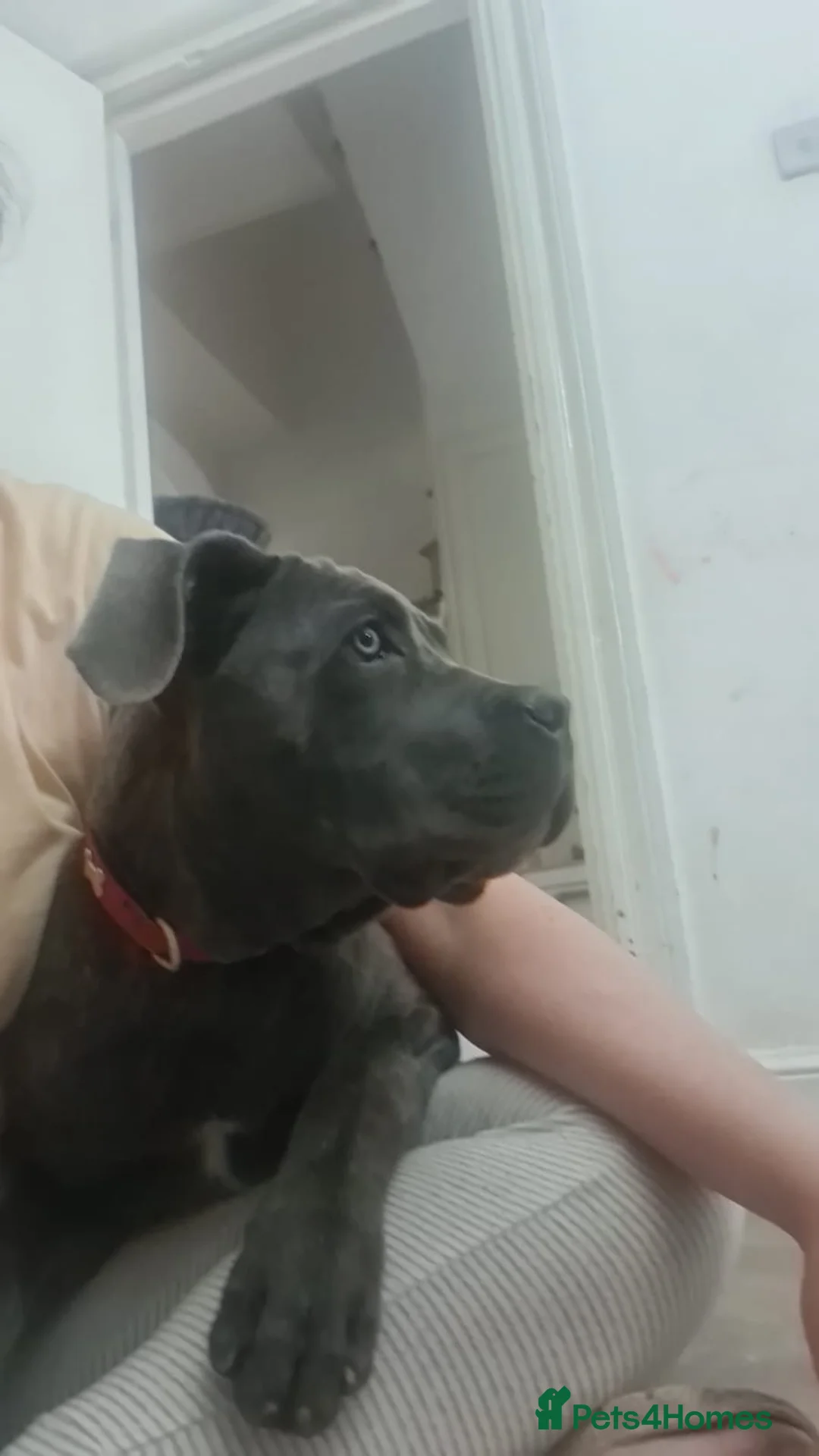 Cane Corso dogs for sale: 🤎Beautiful Cane Corso 🤎 - Advert 1
