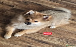 Pomeranian dogs for sale: Pomeranian  - Image 1