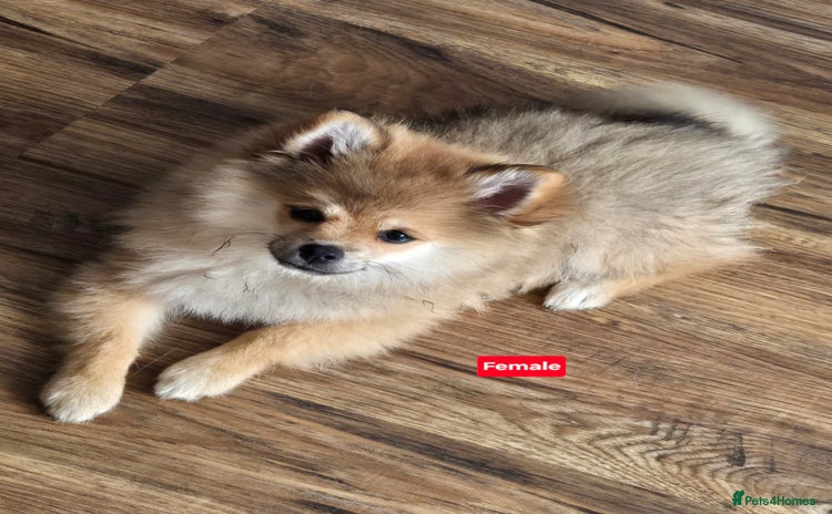 Pomeranian dogs - Advert 1