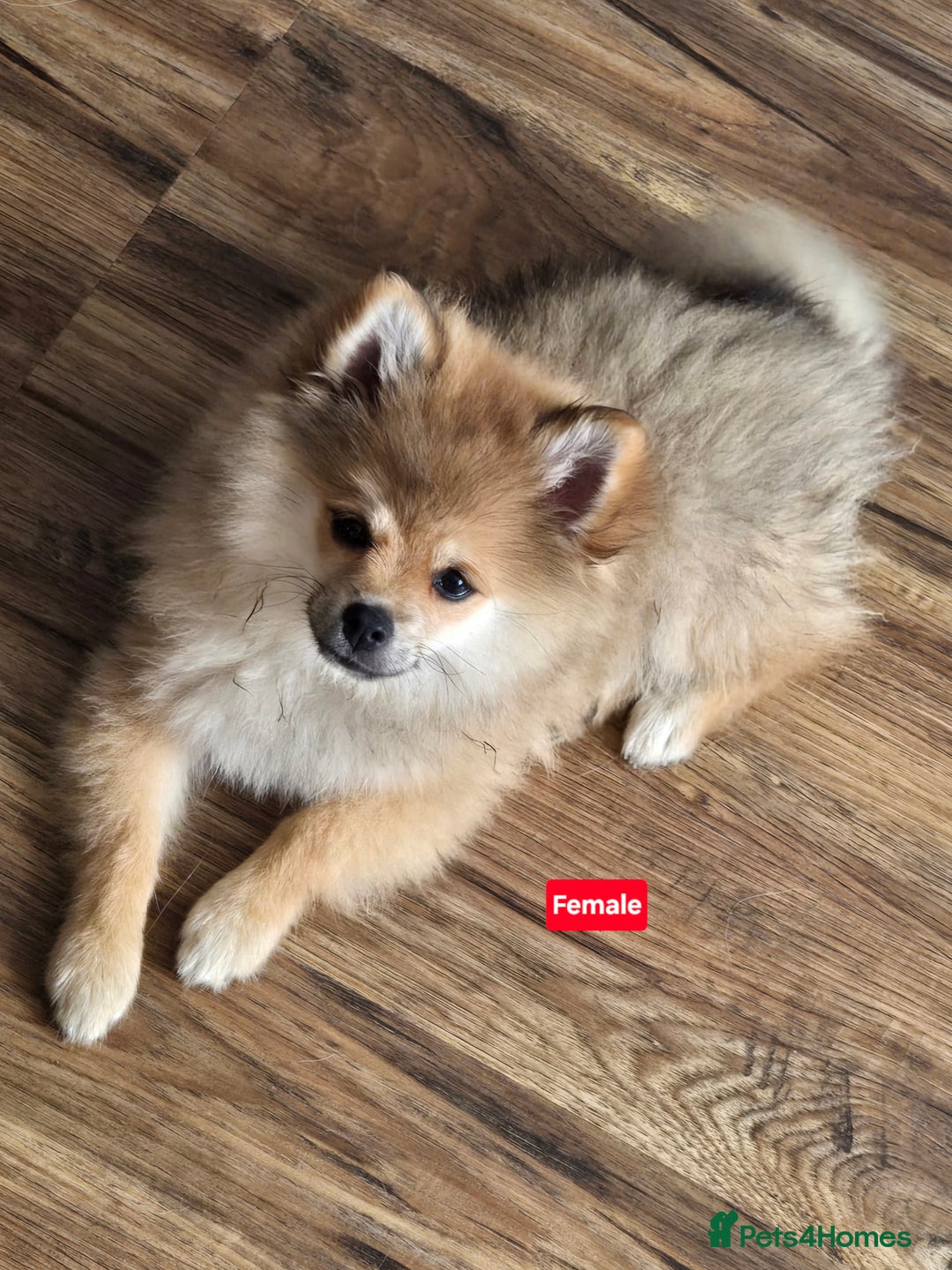 Pomeranian dogs for sale: Pomeranian  - Image 1