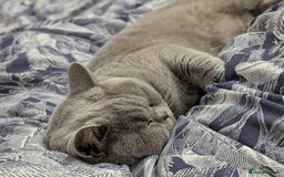British Shorthair cats for stud: GCCF British Shorthair Studs Available  in Derby - Image 2