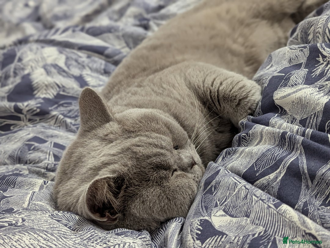 British Shorthair cats for stud: GCCF British Shorthair Studs Available  in Derby - Image 2